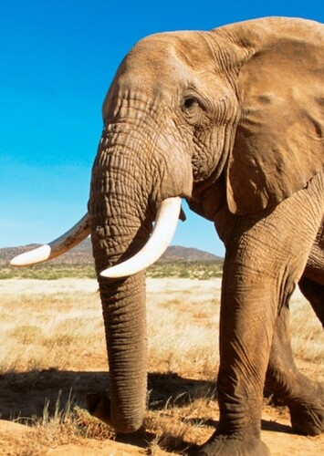 Elephant