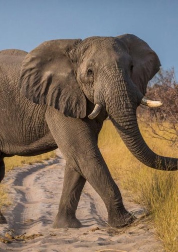 Elephant
