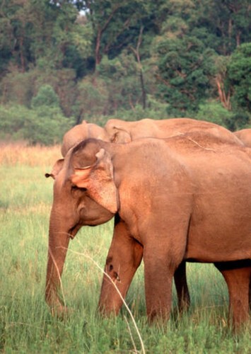 Elephant