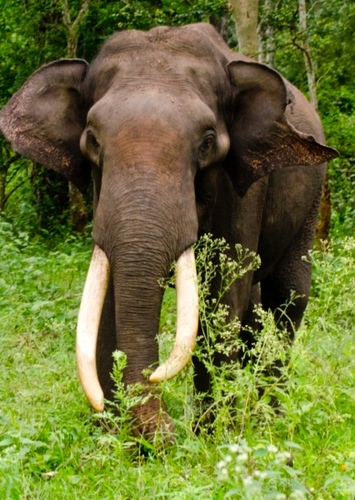 Elephant