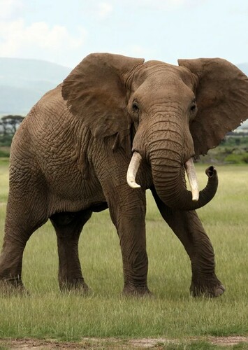 Elephant