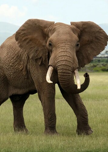 Elephant