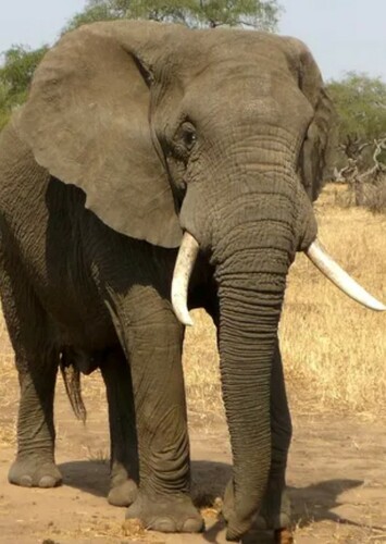 Elephant
