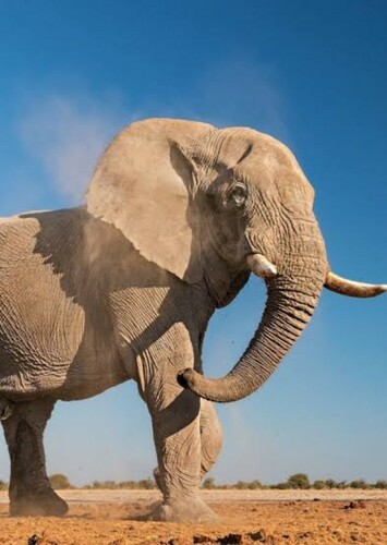 African Elephant in The Photo Ark
