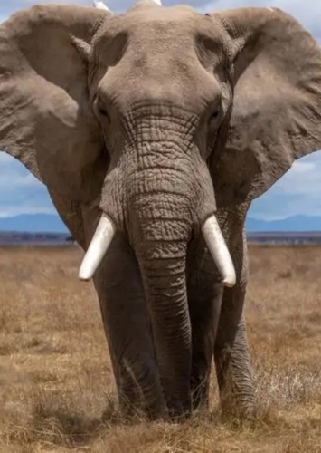 Elephant