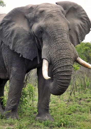 Elephant