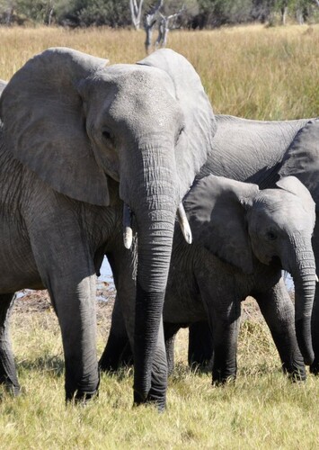 Elephant