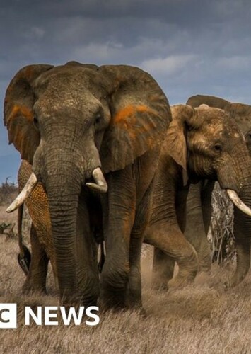 Elephant