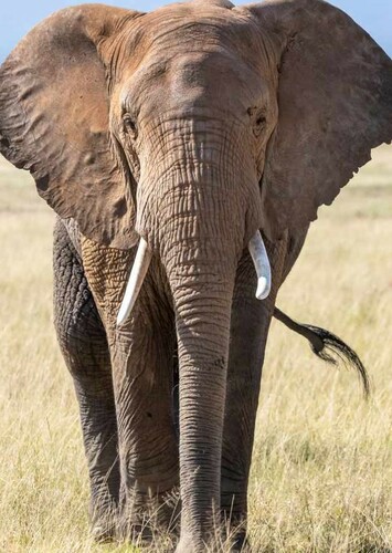 Elephant