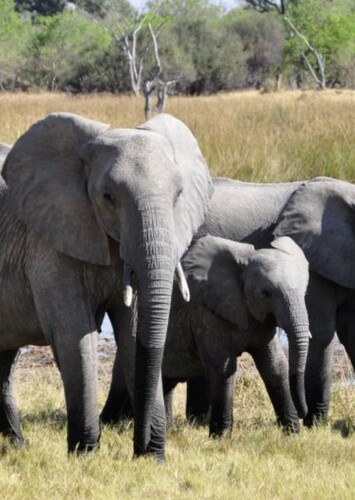 Elephant