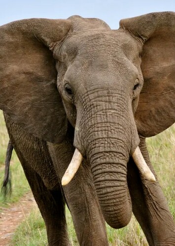 Elephant