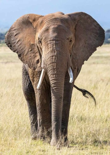 Elephant