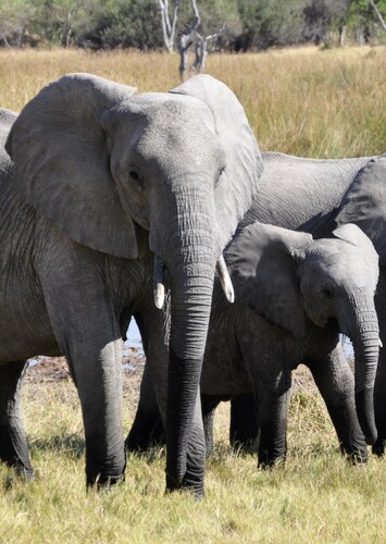 Elephant