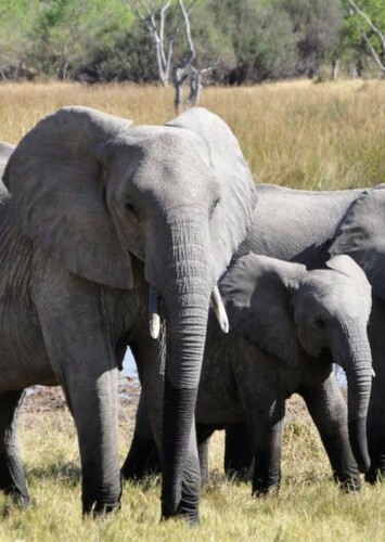 Elephant