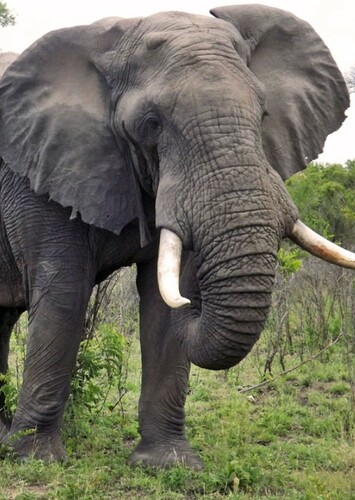 Elephant