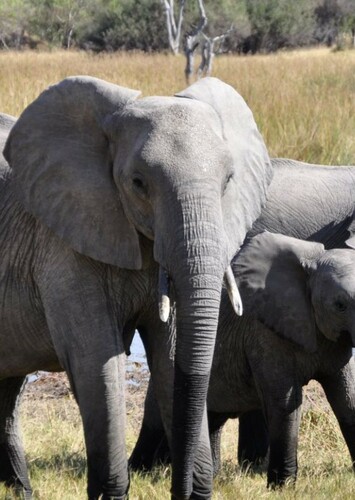 Elephant