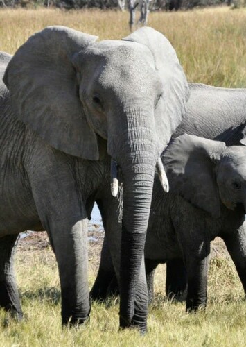 Elephant