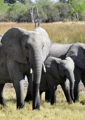 Elephant