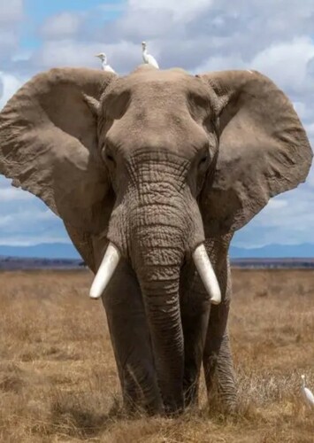 Elephant