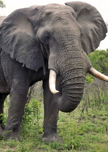 Elephant