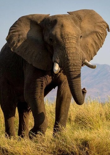 Elephant