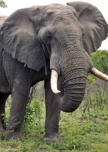 Elephant