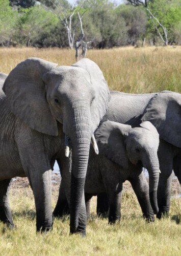 Elephant