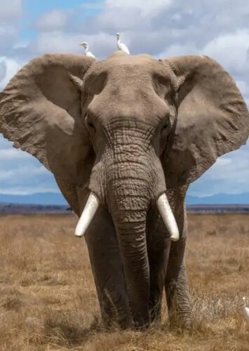 Elephant