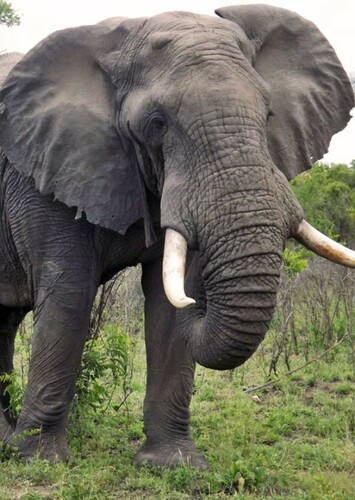 Elephant