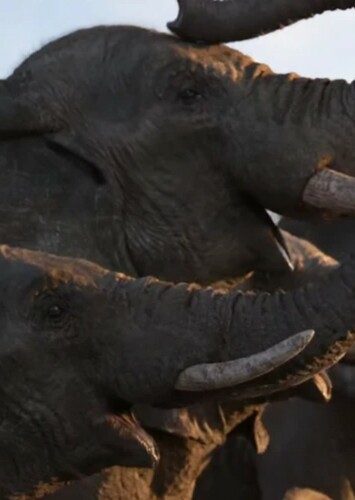 Elephant