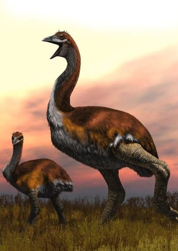 Elephant Bird