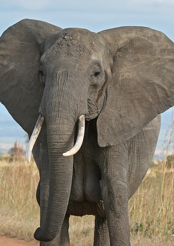 Elephant (male)