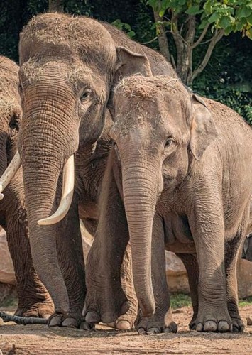 Elizabeth The Elephant