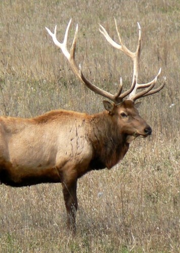 Elk