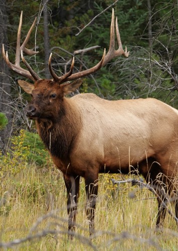 Elk