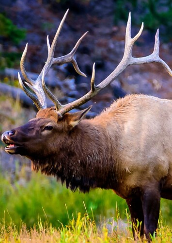 Elk