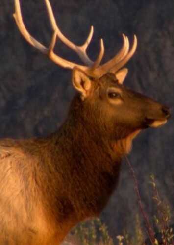 Elk
