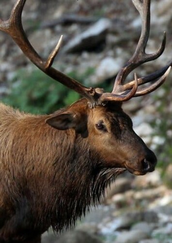 Elk