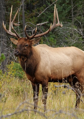 ElkPlayz