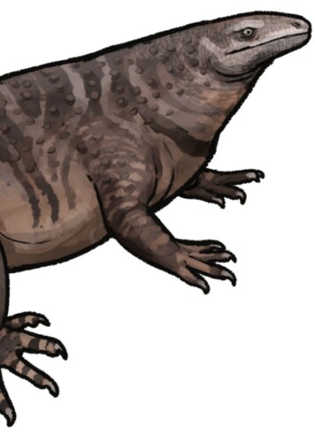 Elliotsmithia