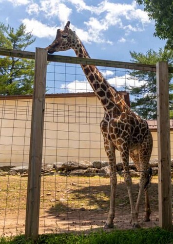 Elmwood Park Zoo