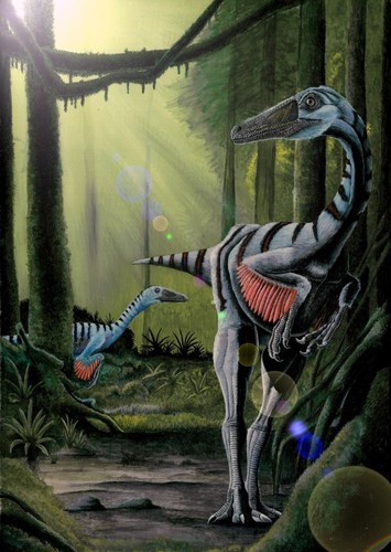 Elopteryx