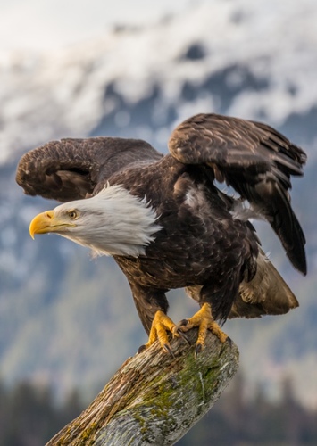 Elvis the Bald Eagle