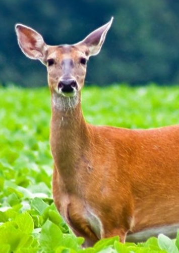 Emma The Deer
