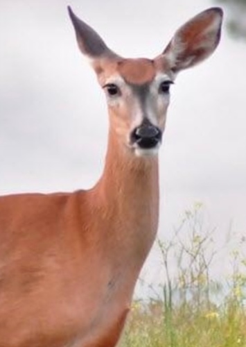 Emma The Deer