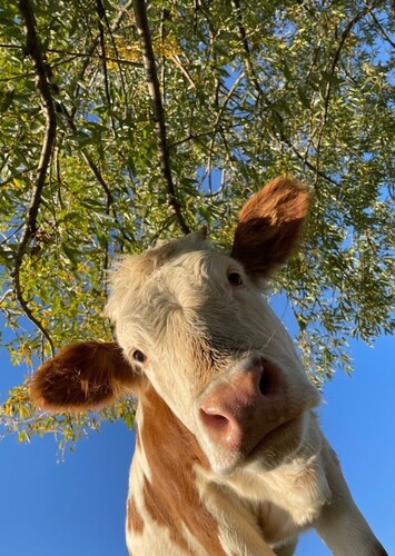 Emoji: 🐮