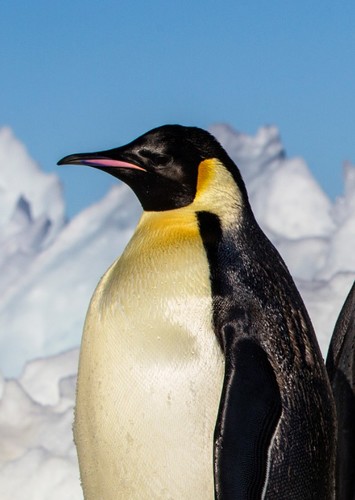 Emperor Penguin