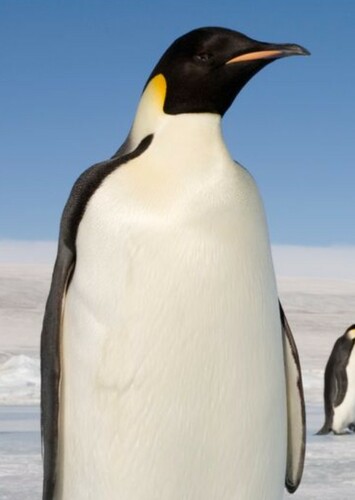 Emperor Penguin