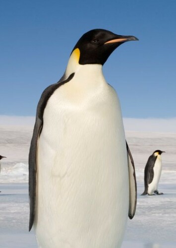 Emperor Penguin