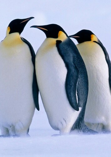 Emperor Penguin